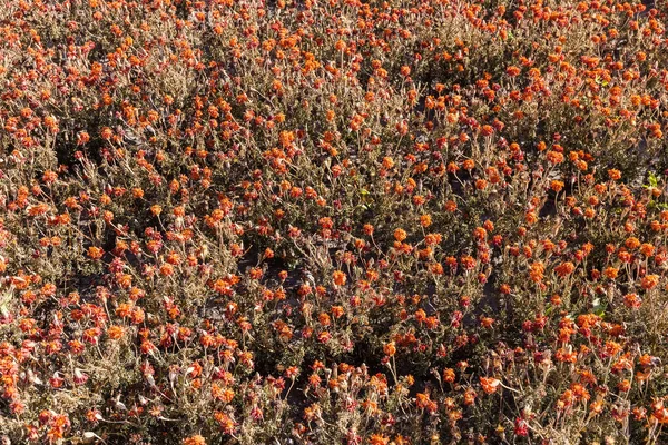 Parte Del Macizo Flores Con Plantas Marchitas Caléndula Francesa Con —  Fotos de Stock