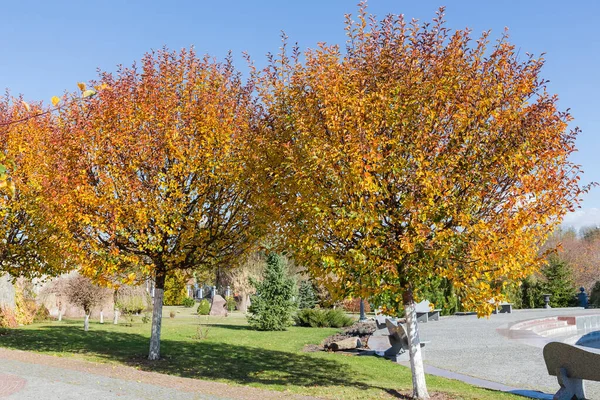 Dekorativní Ráj Jabloně Zralým Ovocem Jasnými Podzimními Listy Parku — Stock fotografie