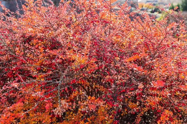 Fragment Des Roten Berberitzenstrauches Thunbergs Berberitzensorte Mit Reifen Beeren Und — Stockfoto