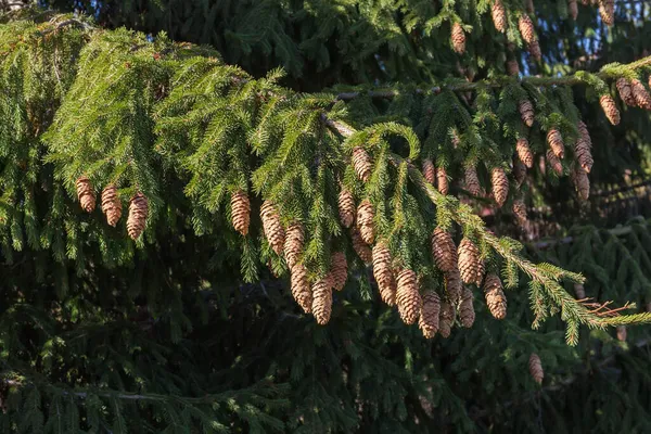 Branch Spruce Tree Lot Cones Sunlight Dark Blurred Background Rest — Stock Photo, Image