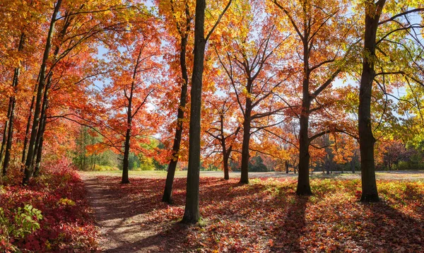 Groupe Chênes Rouges Poussant Sur Bord Clairière Dans Parc Automne — Photo