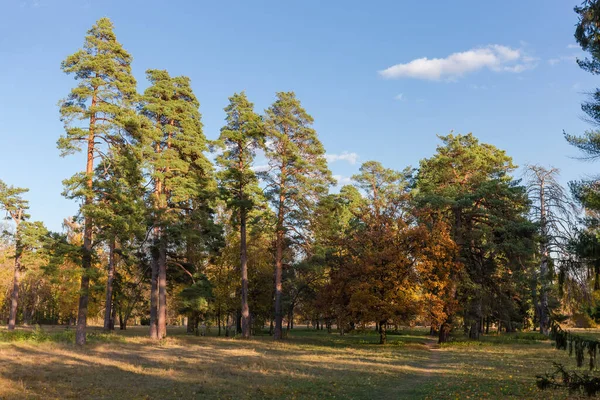 Sezione Del Parco Con Gruppo Pini Secolari Latifoglie Che Crescono — Foto Stock