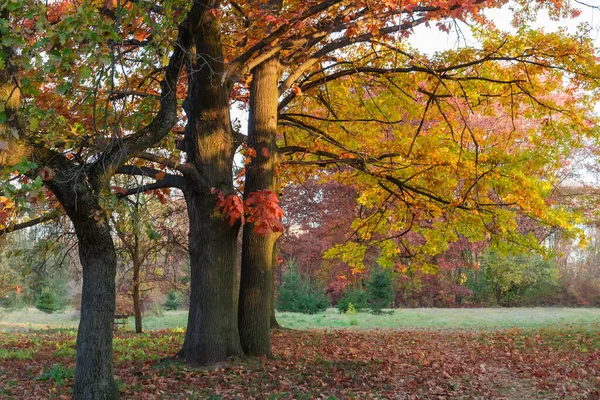 Old Ordinary Red Oaks Growing Glade Edge Autumn Park Sunset — Stock Photo, Image