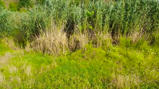 小湖岸的芦苇灌丛 — 图库视频影像