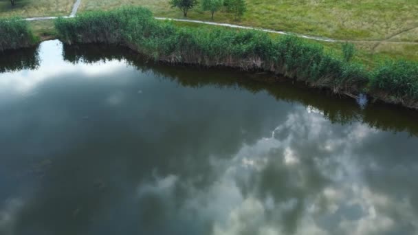 Pequeño Lago Con Orillas Cubiertas Juncos Vista Aérea — Vídeos de Stock