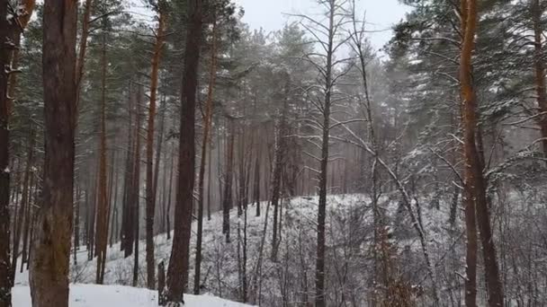 Seção Floresta Pinheiro Durante Uma Queda Neve Leve — Vídeo de Stock