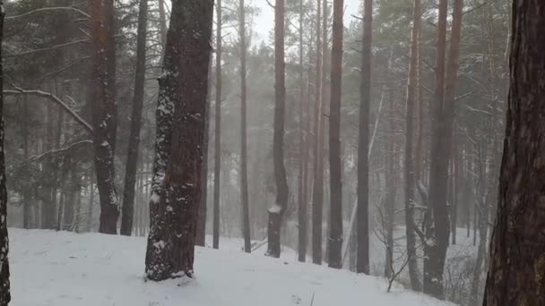Sección Bosque Pinos Durante Una Débil Ventisca — Vídeo de stock