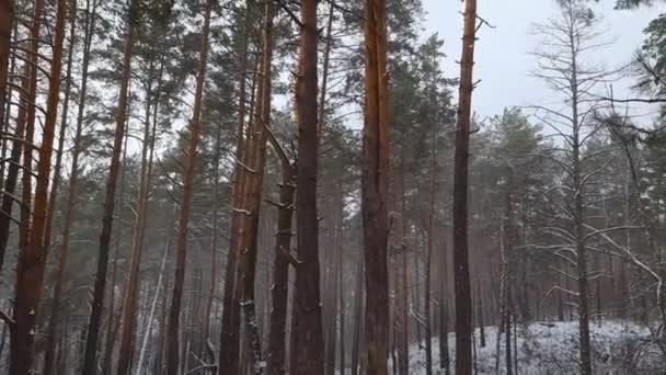 Fragment Lasu Sosnowego Podczas Lekkich Opadów Śniegu — Wideo stockowe