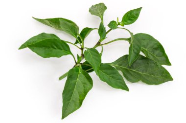 Beyaz arka planda yeşil yapraklı çan biberi bitkisinin taze dalı.