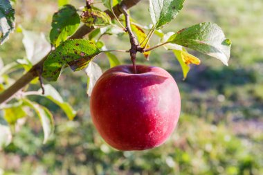 Meyve bahçesindeki elma dalına asılmış tek olgun kırmızı elma bulanık bir arka planda, seçici odak noktasında yakın plan