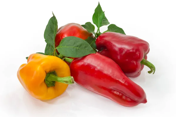 红色和黄色铃铛辣椒和胡椒植物分枝 叶背为白色 — 图库照片