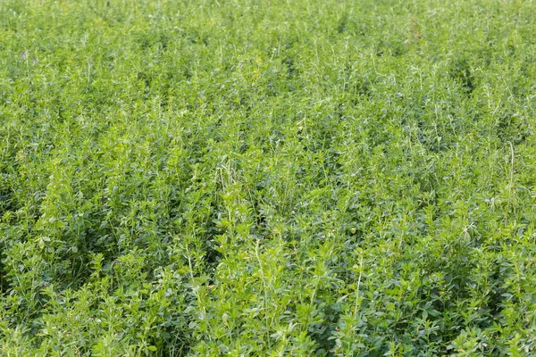 Teilstück Des Feldes Mit Luzerne Nach Vorheriger Mahd Bewölkten Herbsttag — Stockfoto