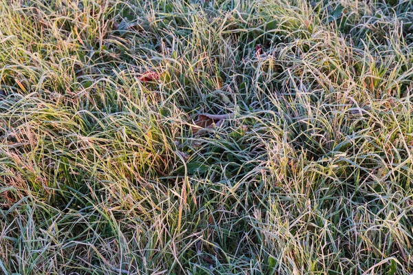 Section Clairière Envahie Différentes Herbes Couvertes Givre Dans Matinée Automne — Photo