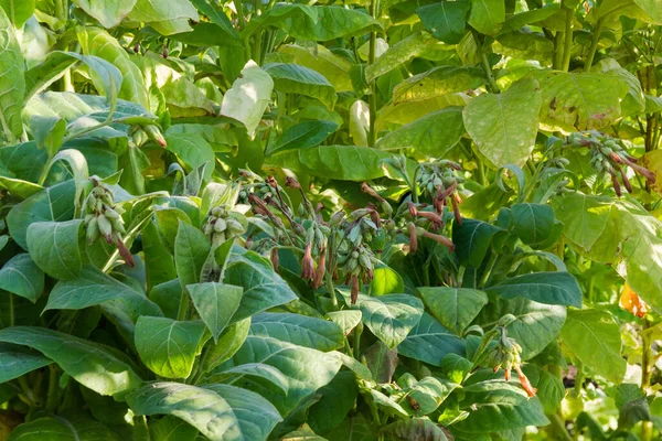 Tabákové Rostliny Během Dozrávání Kvetou Poli Podzim Ráno Selektivní Zaměření — Stock fotografie