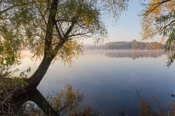 Lac Avec Vieux Saules Sur Rivage Premier Plan Brouillard Matinal — Photo