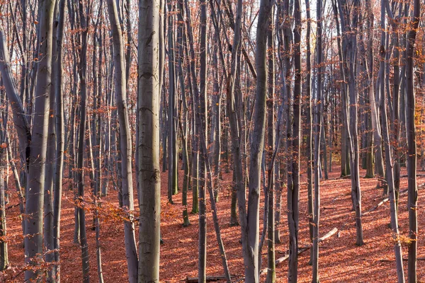 Фрагмент Букового Леса Почти Полностью Вырубленными Листьями Солнечный Осенний День — стоковое фото