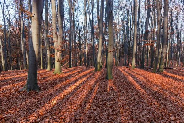 Kayın Ormanının Bir Kısmı Güneşli Bir Sonbahar Gününde Neredeyse Tamamen — Stok fotoğraf