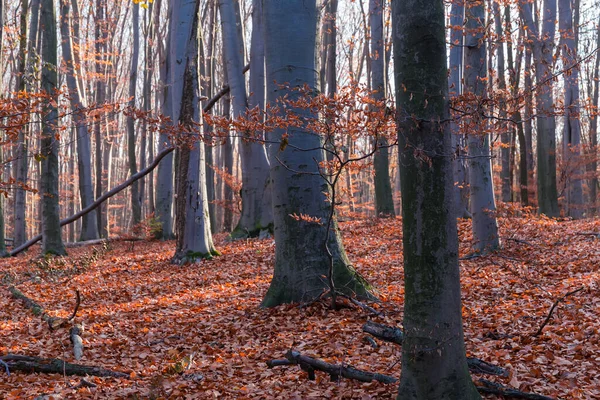 Fragment Lasu Bukowego Prawie Całkowicie Opadniętymi Liśćmi Słoneczny Jesienny Dzień — Zdjęcie stockowe