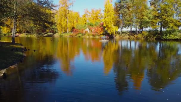 Lac Avec Des Cygnes Sur Rivage Dans Parc Automne — Video