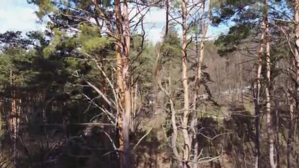 Pinheiros Velhos Floresta Tempo Ventoso Primavera Vista Aérea — Vídeo de Stock