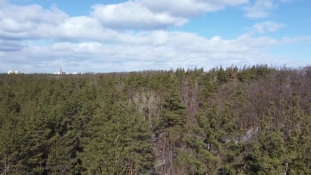 Dennen Toppen Zwaaiend Wind Het Bos Vanuit Lucht — Stockvideo