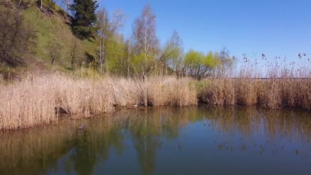 湖滨附近的干枯芦苇 — 图库视频影像