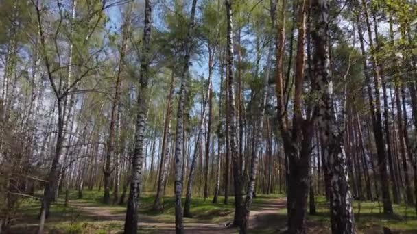 松树和桦树林 在树干间看 — 图库视频影像