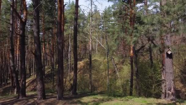 松树林的一段 在树干间看 — 图库视频影像