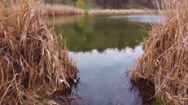 Lake Dry Reeds Shores Aerial View Water — Stock Video