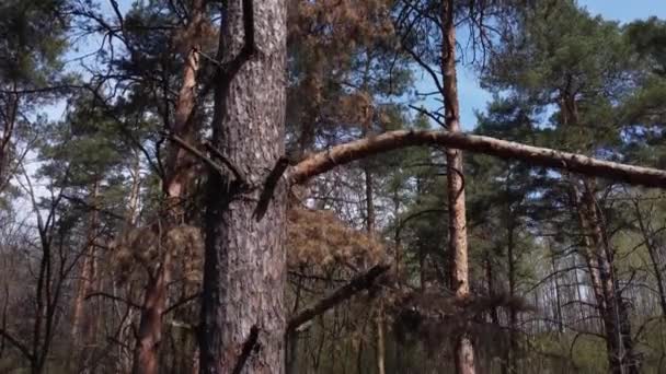 Tronco Pinho Velho Com Caixa Nidificação Floresta Vista Aérea — Vídeo de Stock