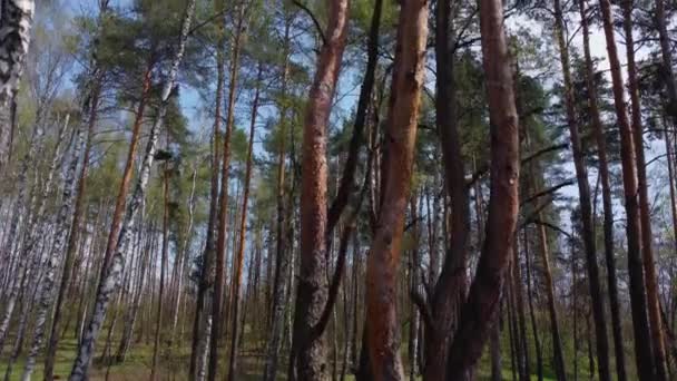 春天森林里的松树和桦树树干 — 图库视频影像