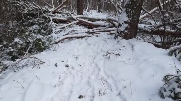 Seção Pinho Inverno Floresta Caduca Com Árvore Caída — Vídeo de Stock