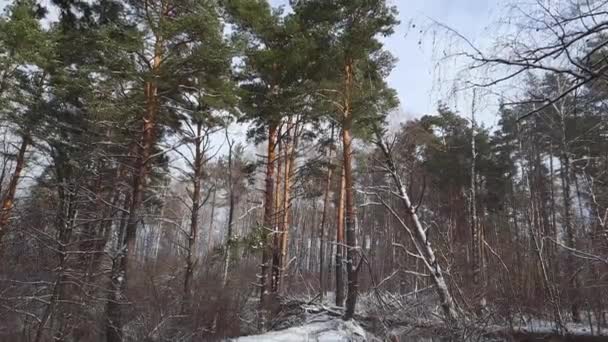 Секция Зимней Сосны Лиственных Лесов Ветреную Погоду — стоковое видео