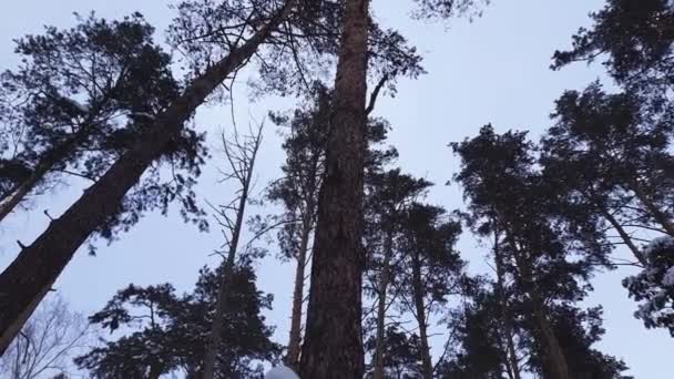 Kış Ormanlarında Yuvalanmış Eski Çam Sandıkları — Stok video