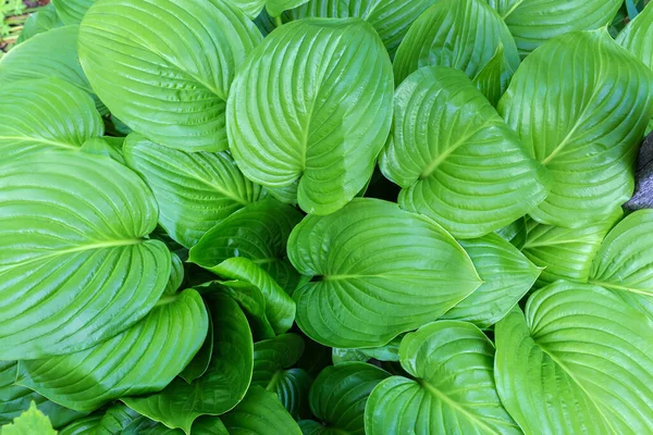 Yeşil Yapraklı Bir Hosta Çalılığı Parçanın Üst Görüntüsü Yakın Plan — Stok fotoğraf
