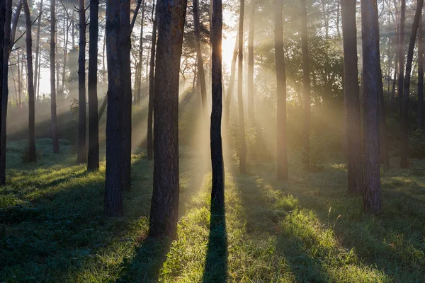 Del Park Med Olika Träd Och Buskar Belysta Med Solstrålar — Stockfoto