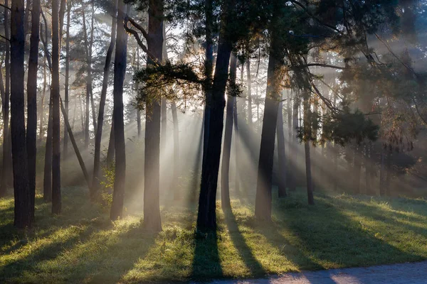 秋の朝 霧の中で太陽の光で照らされた木々や低木の異なる公園のセクションがバックライト — ストック写真