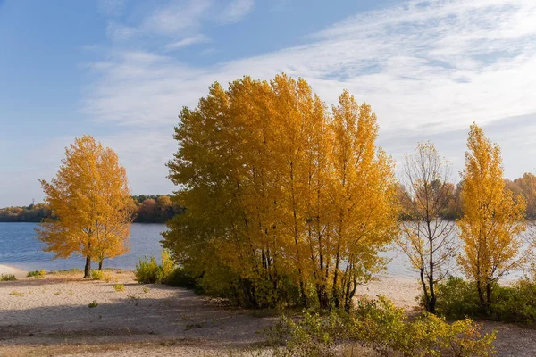 Grupp Poppel Med Ljusa Höstlöv Växer Sandstranden Bakgrund Himlen — Stockfoto