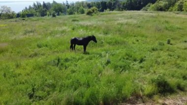 İki at ipte çayırda otluyor.