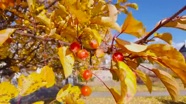 Paradiesapfelzweig Mit Reifen Früchten Und Herbstblättern — Stockvideo