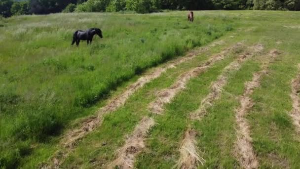 两匹黑马和一匹棕色的马在系带的牧场上吃草 — 图库视频影像