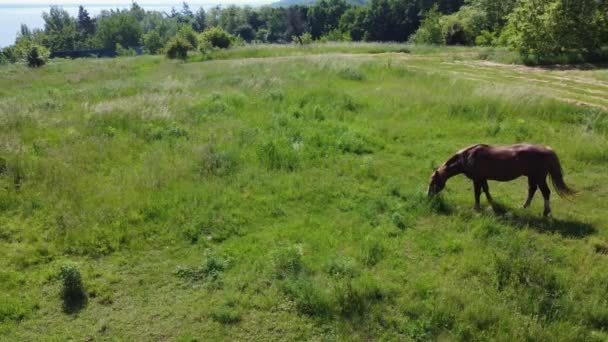 Två Hästar Svarta Och Bruna Bete Betesmark Tjuder — Stockvideo