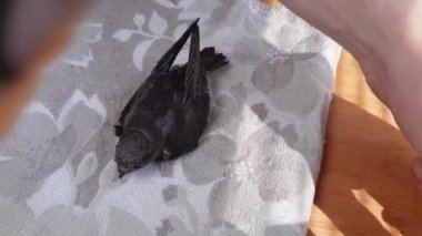 Ev koşullarında beslenme sırasında siyah süratli yuvalanma