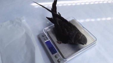 Hızlı yuvalanmanın ağırlığı, kurtuluşa ermek için eve götürüldü.