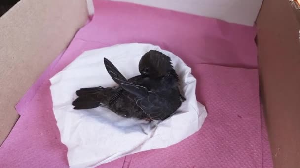 Nestling Snabb Som Föll Boet — Stockvideo