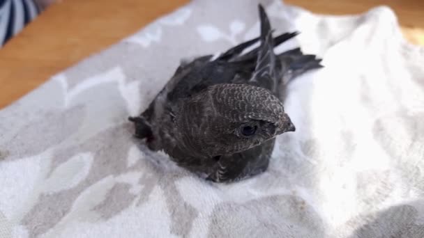 Nestling Swift Fallen Out Nest — Stock Video