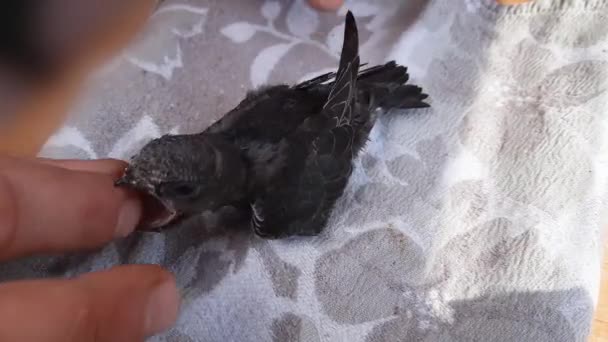 家居环境下喂食时的黑斑燕窝 — 图库视频影像