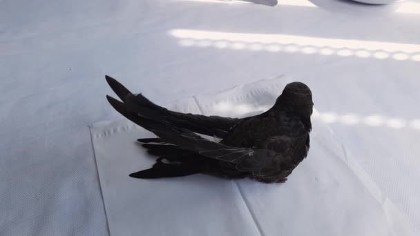 黑色迅捷的鸟巢 在家中被捡起去拯救 — 图库视频影像