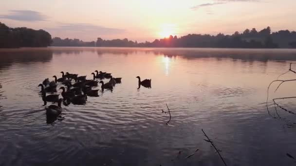 Стадо Сірих Гусей Водоймі Під Час Сходу Сонця — стокове відео