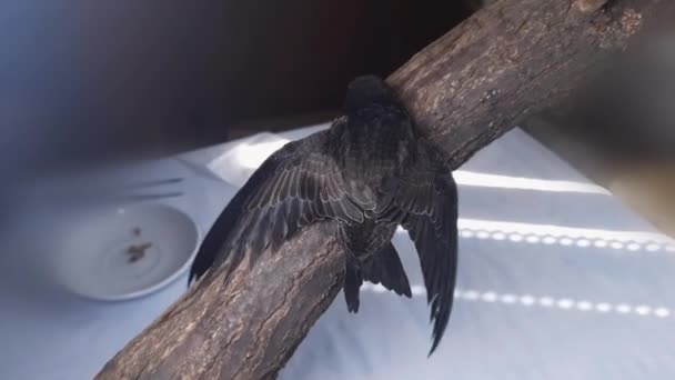 Rescued Nestling Swift Sitting Wooden Branch Home — Stock Video